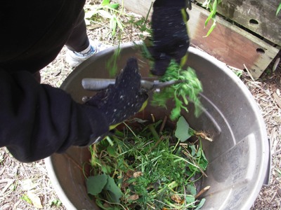 Clipping with pruners.